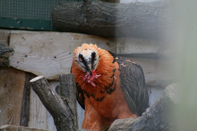 DUNAJ - PARK SCHÖNBRUNN - foto