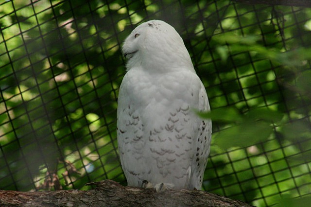 DUNAJ - PARK SCHÖNBRUNN - foto