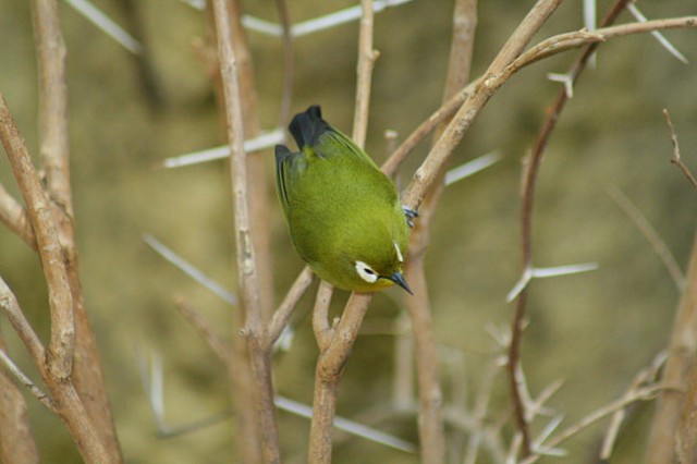 DUNAJ - PARK SCHÖNBRUNN - foto