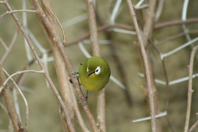 DUNAJ - PARK SCHÖNBRUNN - foto