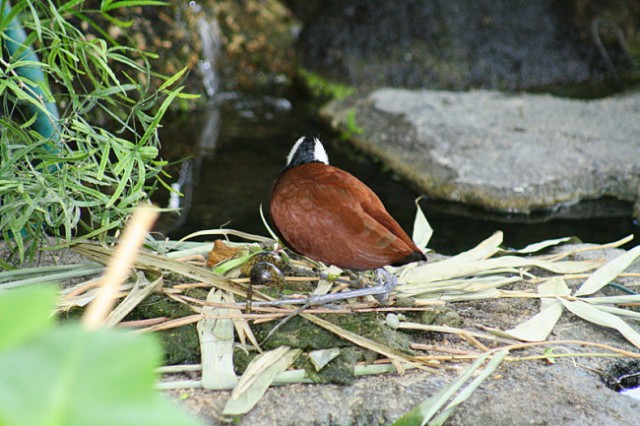 DUNAJ - PARK SCHÖNBRUNN - foto