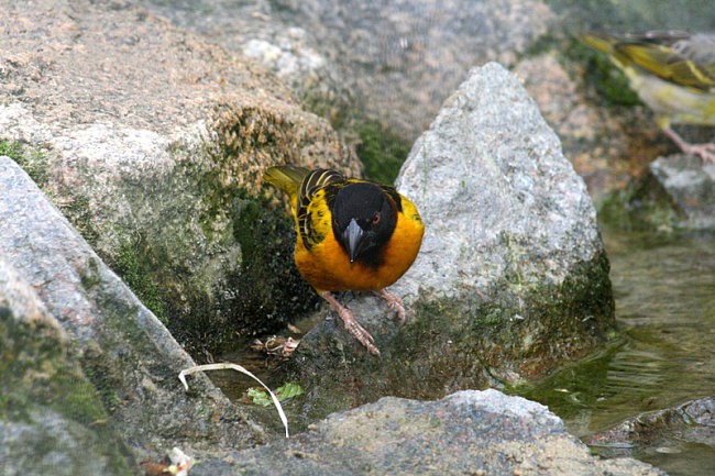 DUNAJ - PARK SCHÖNBRUNN - foto povečava