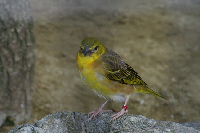 DUNAJ - PARK SCHÖNBRUNN - foto povečava