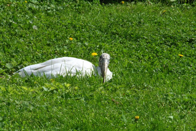 DUNAJ - PARK SCHÖNBRUNN - foto