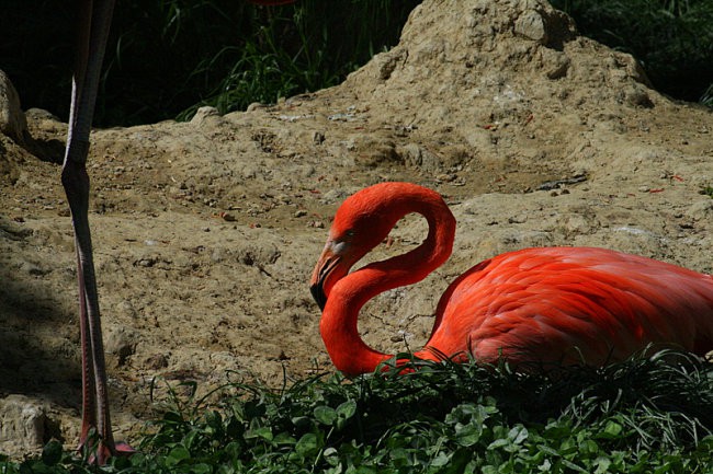 DUNAJ - PARK SCHÖNBRUNN - foto povečava