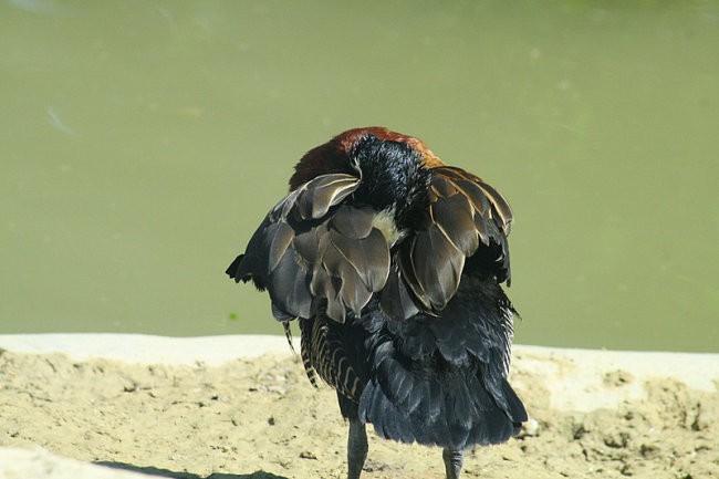 DUNAJ - PARK SCHÖNBRUNN - foto povečava