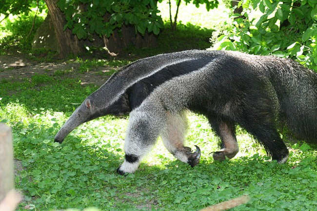 DUNAJ - PARK SCHÖNBRUNN - foto povečava