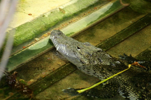 DUNAJ - PARK SCHÖNBRUNN - foto