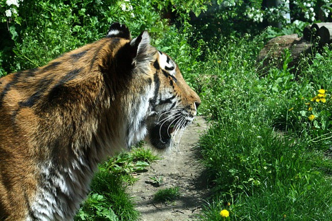 DUNAJ - PARK SCHÖNBRUNN - foto povečava