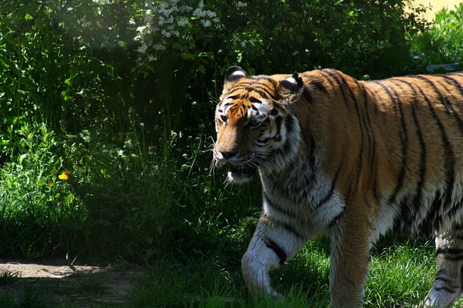 DUNAJ - PARK SCHÖNBRUNN - foto povečava