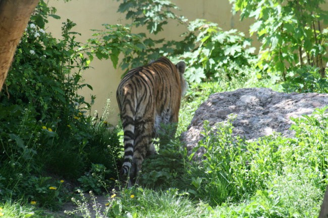 DUNAJ - PARK SCHÖNBRUNN - foto povečava