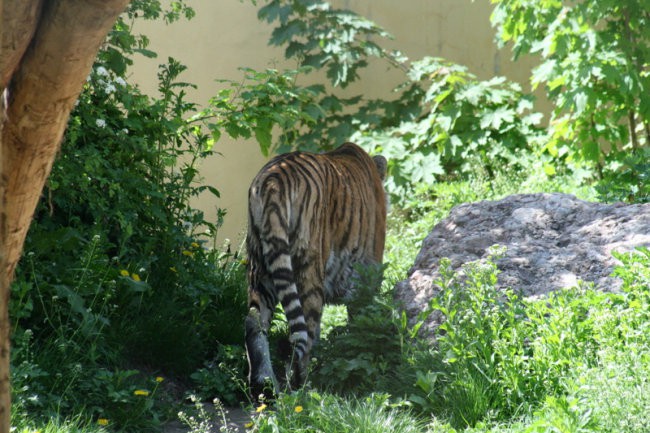 DUNAJ - PARK SCHÖNBRUNN - foto povečava