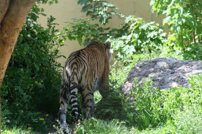 DUNAJ - PARK SCHÖNBRUNN - foto povečava