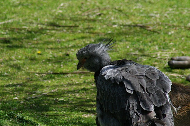 DUNAJ - PARK SCHÖNBRUNN - foto povečava