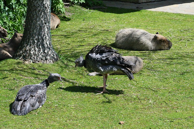 DUNAJ - PARK SCHÖNBRUNN - foto povečava