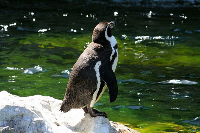 DUNAJ - PARK SCHÖNBRUNN - foto povečava