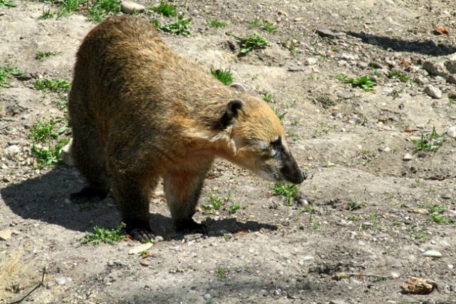 DUNAJ - PARK SCHÖNBRUNN - foto