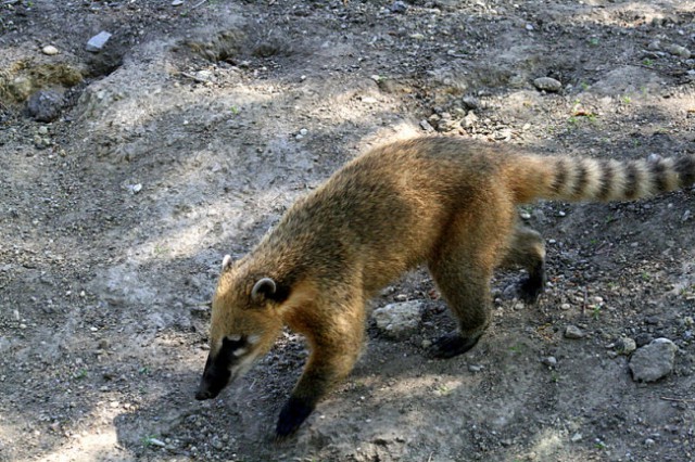 DUNAJ - PARK SCHÖNBRUNN - foto