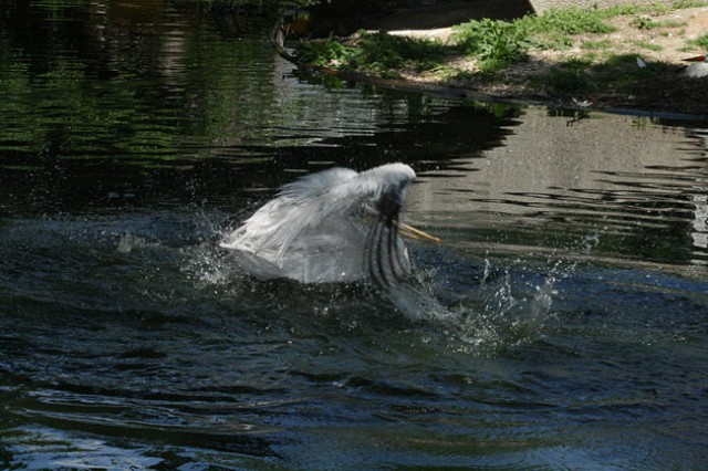 DUNAJ - PARK SCHÖNBRUNN - foto