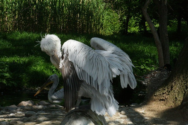 DUNAJ - PARK SCHÖNBRUNN - foto povečava