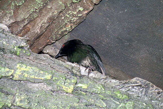 DUNAJ - PARK SCHÖNBRUNN - foto povečava