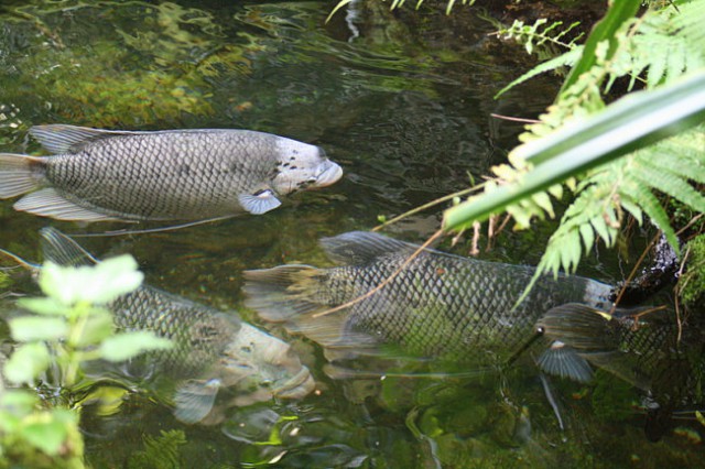 DUNAJ - PARK SCHÖNBRUNN - foto