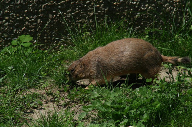 DUNAJ - PARK SCHÖNBRUNN - foto