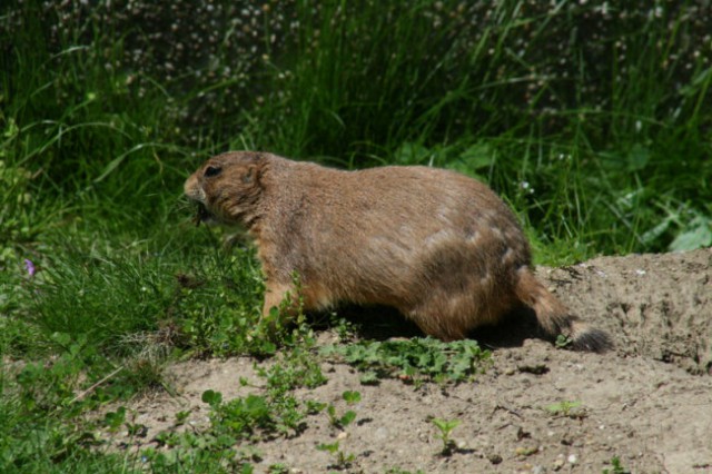 DUNAJ - PARK SCHÖNBRUNN - foto