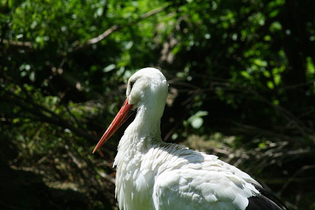 DUNAJ - PARK SCHÖNBRUNN - foto povečava