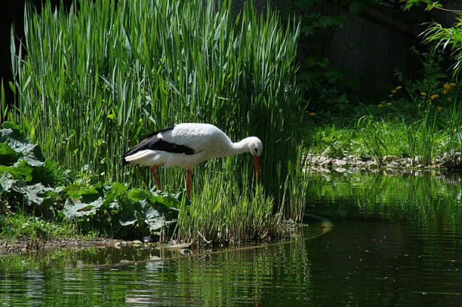 DUNAJ - PARK SCHÖNBRUNN - foto povečava