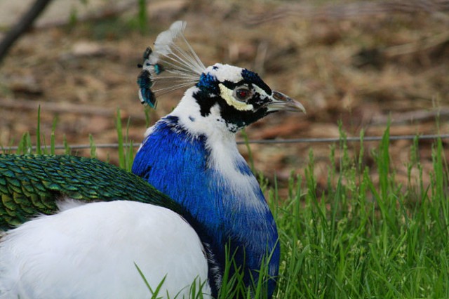 DUNAJ - PARK SCHÖNBRUNN - foto