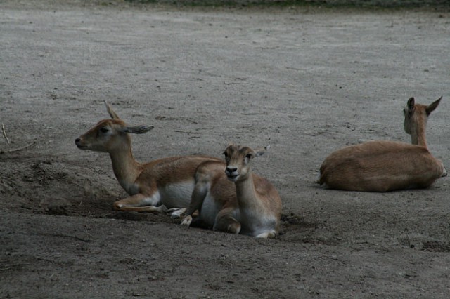 DUNAJ - PARK SCHÖNBRUNN - foto