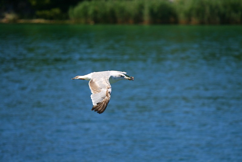 SLAPOVI KRKE - foto povečava