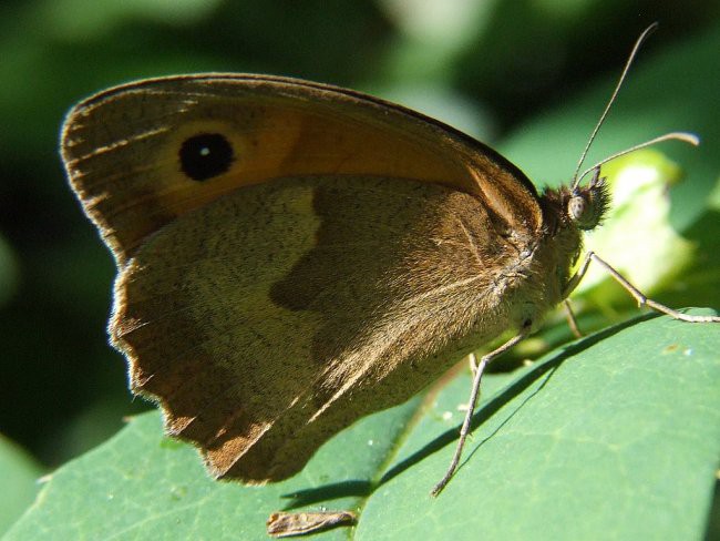 NARAVA - foto povečava