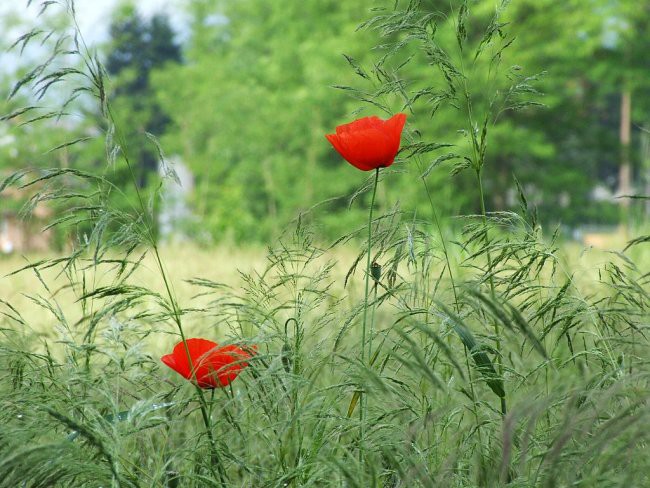 NARAVA - foto povečava