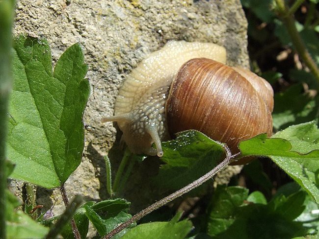 UF, KAKŠNA ZELENJAVA