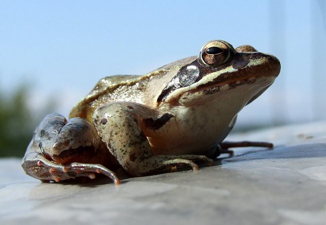 ŽABICA