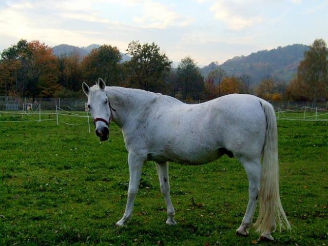 ŽIVALI - foto