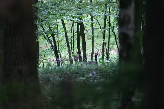 ŽIVALI - foto povečava