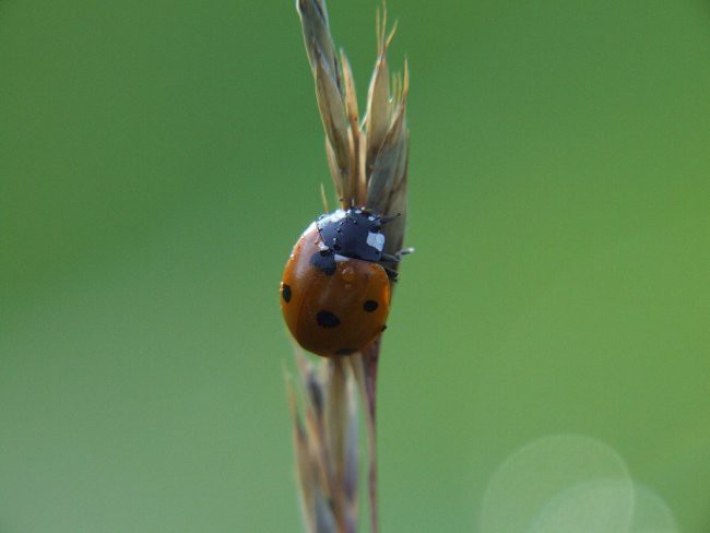 MAKRO - foto povečava