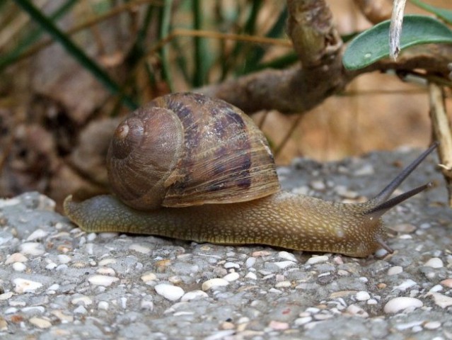 OTOK KRK - STARA BAŠKA - foto