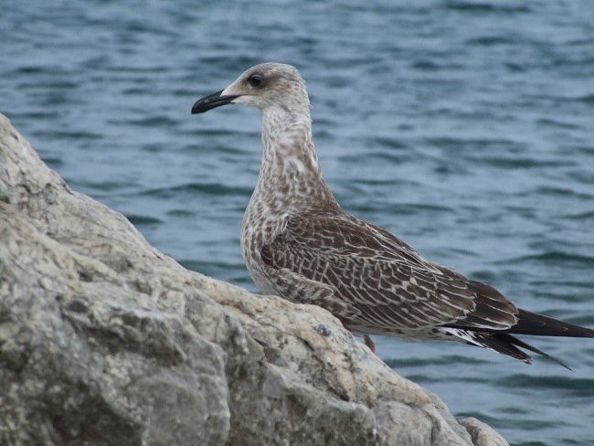 OTOK KRK - STARA BAŠKA - foto povečava