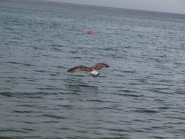 OTOK KRK - STARA BAŠKA - foto