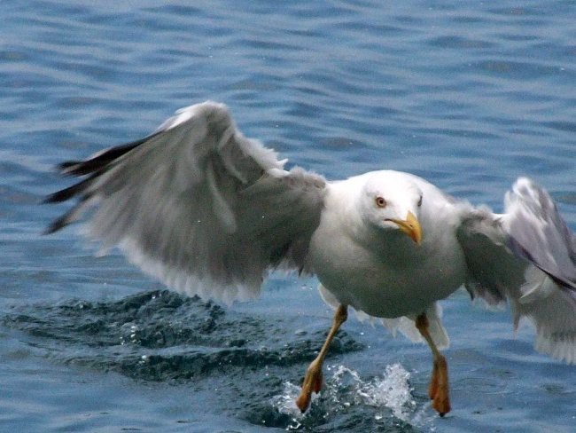 OTOK KRK - STARA BAŠKA - foto povečava