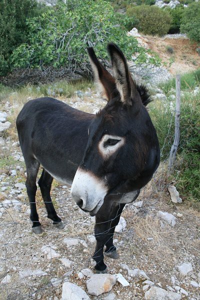 OTOK KRK - STARA BAŠKA - foto povečava