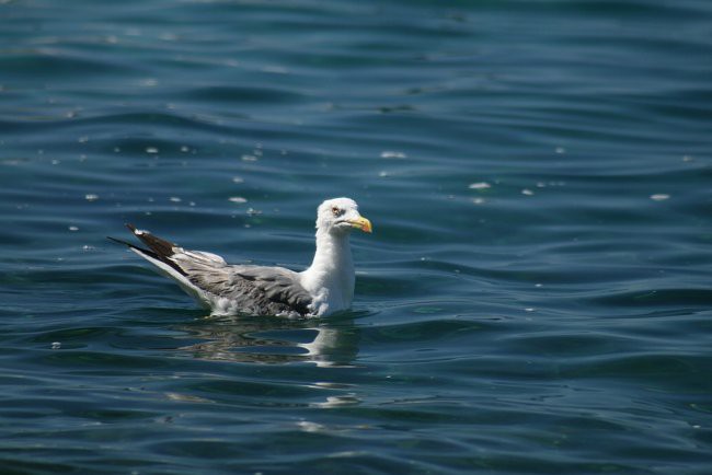 OTOK KRK - STARA BAŠKA - foto povečava