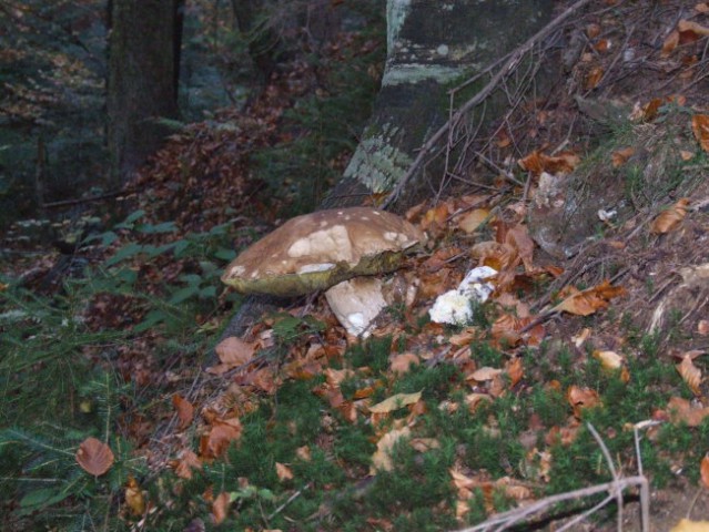 Kapitalni goban
Podatki: teža 1,10 kg
obseg klobuka:80 cm,
višina 24 cm,
premer klobuk