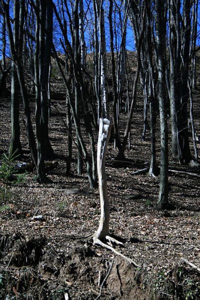 ŽAVCARJEV VRH - foto povečava