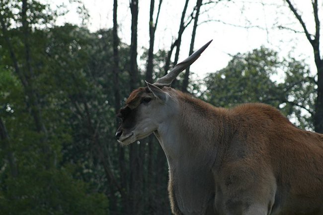 TIERWELT HERBERSTEIN - foto povečava