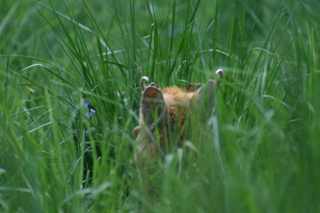 TIERWELT HERBERSTEIN - foto